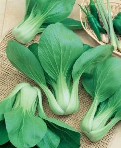 Bok Choy (Pak Choi)