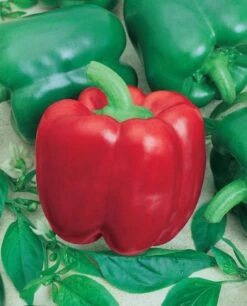California Wonder (Bell) Pepper