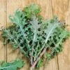 Red Russian Kale