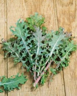 Red Russian Kale