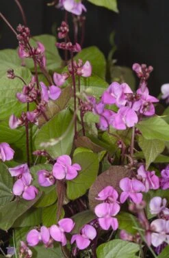 Ruby Moon Hyacinth Bean