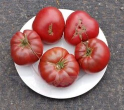 Rosella Purple Tomato