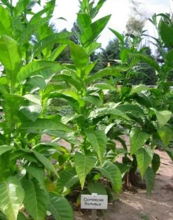 Cigar Wrapper (Dominican Republic) Tobacco