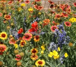 Dryland Wildflower Mix