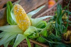 Honey 'N Pearl F1 Sweet Corn