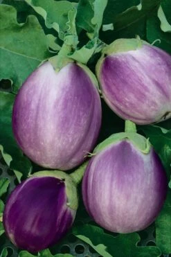 Rosa Bianca Eggplant