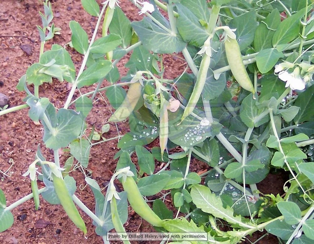 Willet's Wonder Pea - Image 8