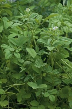 Fenugreek