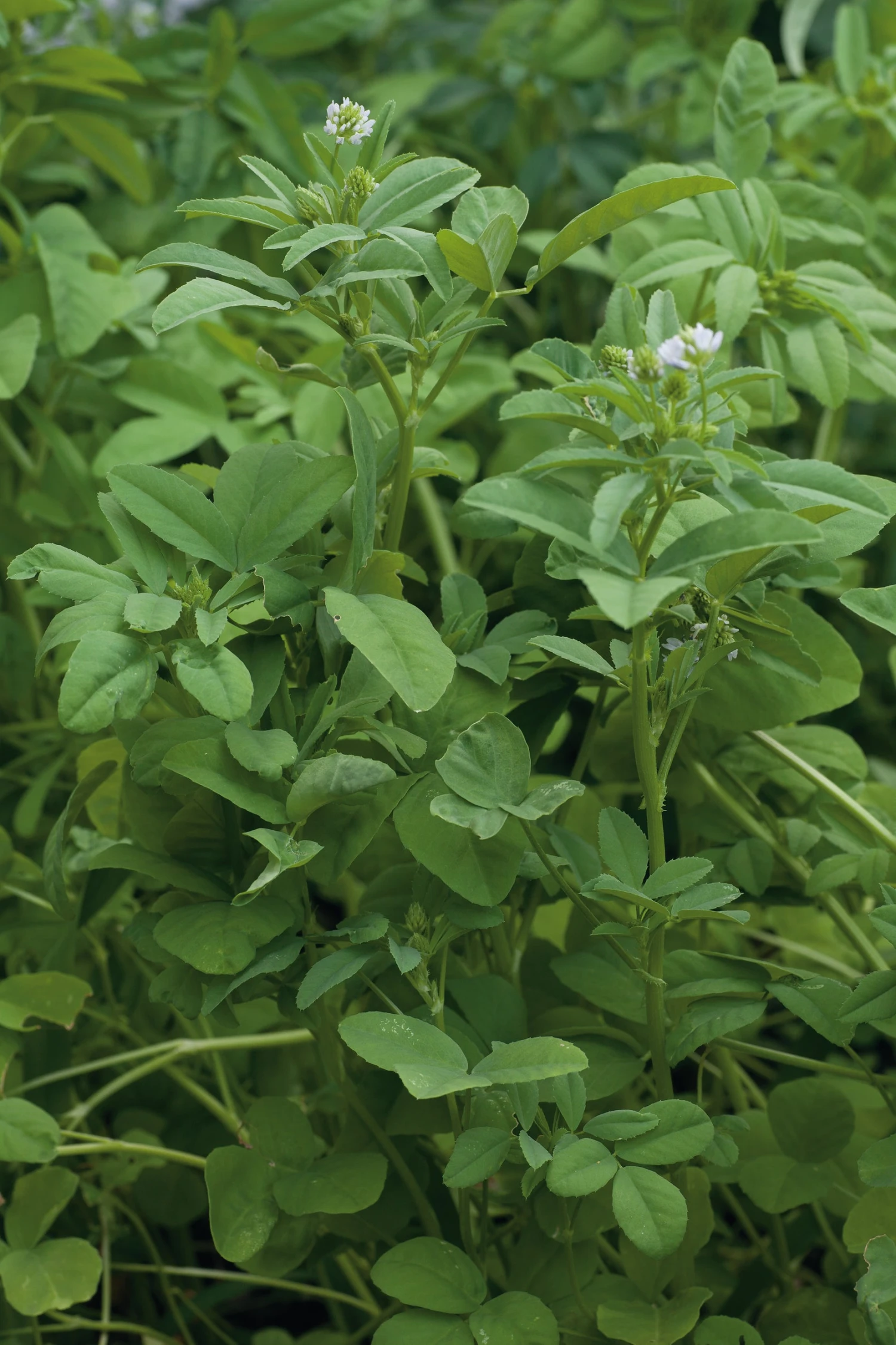 Fenugreek