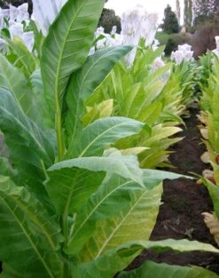 Golden Burley Tobacco