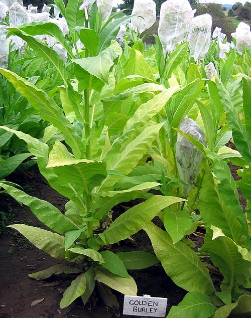 Golden Burley Tobacco - Image 3