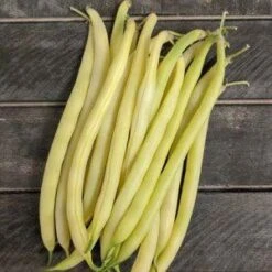 Gold Rush Yellow Wax Bean (Organic)