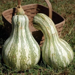 Green Striped Cushaw Squash