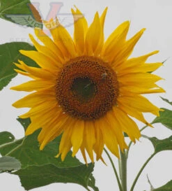 Sunflower, Giant Greystripe