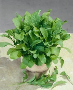 Astro Arugula