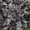 Basil, Purple Ruffles