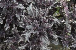 Basil, Purple Ruffles