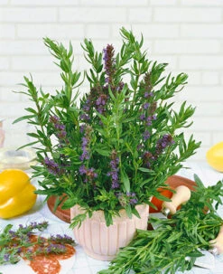 Hyssop (Hyssopus Officinalis)