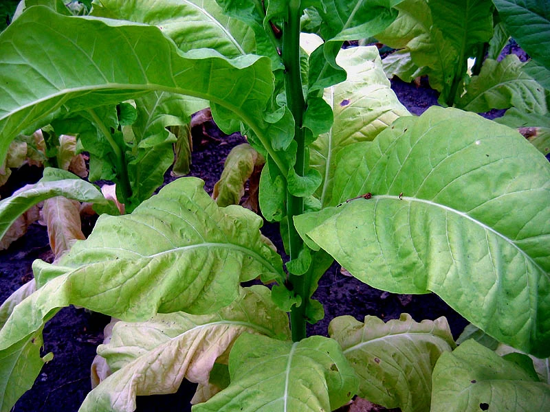 Virginia 116 Tobacco - Image 3