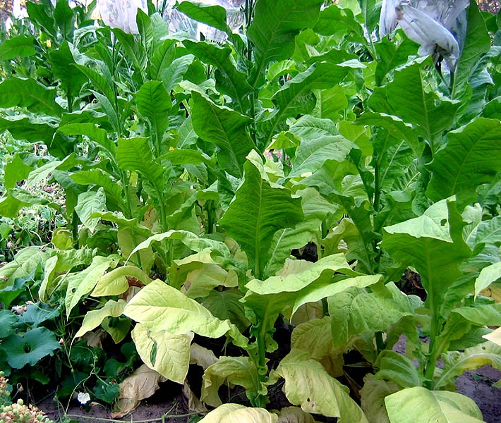 Virginia 116 Tobacco - Image 2