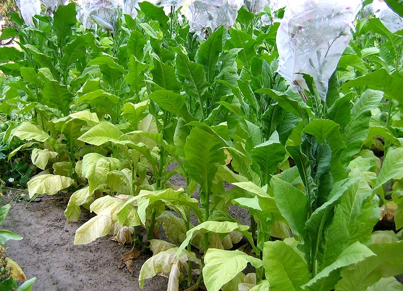 Virginia 116 Tobacco - Image 4