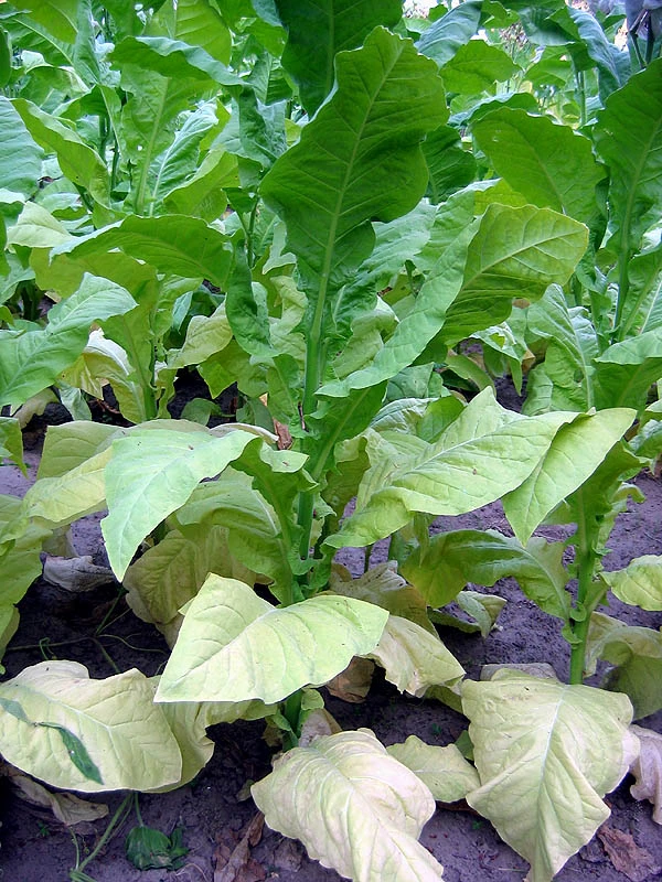 Virginia 116 Tobacco - Image 5