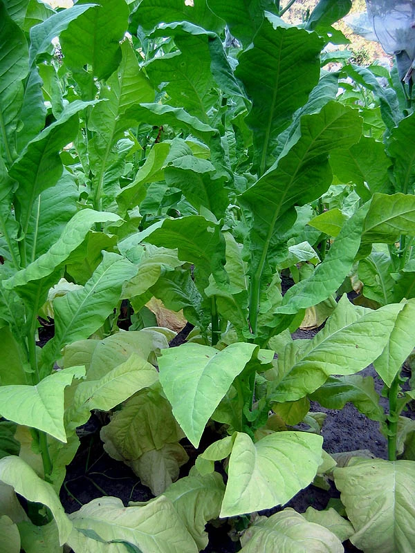 Virginia 116 Tobacco - Image 6