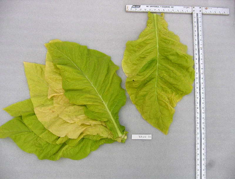 Virginia 116 Tobacco - Image 7