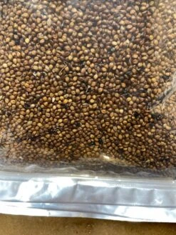 Shallu Sorghum (aka Egyptian Wheat)