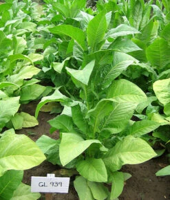 Gold Leaf 939 Tobacco