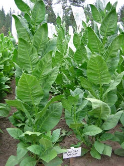 Black Sea Samsun Tobacco