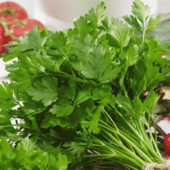 Italian Parsley