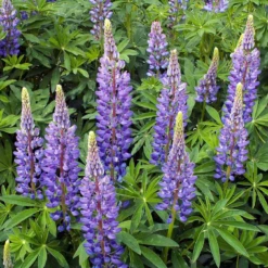Perennial Lupine
