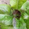 Bibb Lettuce