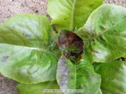 Bibb Lettuce