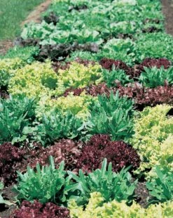 Gourmet Salad Lettuce Mix