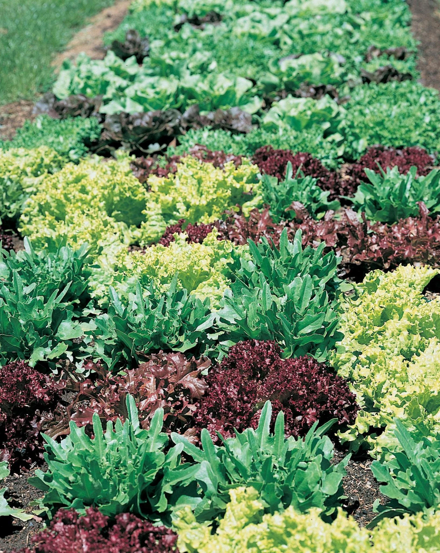 Gourmet Salad Lettuce Mix