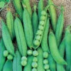 Lincoln (Homesteader) Pea
