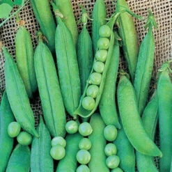 Lincoln (Homesteader) Pea