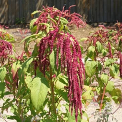 Love Lies Bleeding Amaranth