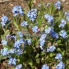 Forget-Me-Nots