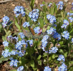 Forget-Me-Nots