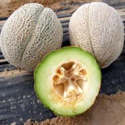 Eden Gem (Rocky Ford Green Flesh) Melon