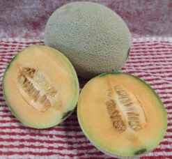 Top Mark (Topmark) Melon