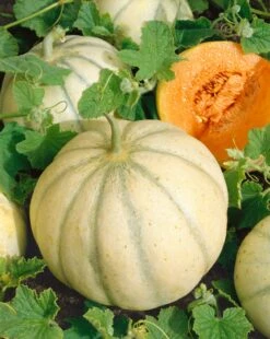 Charentais Cantaloupe