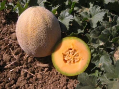 Edisto 47 Melon