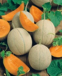 Hearts Of Gold Melon