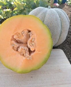 Iroquois Melon