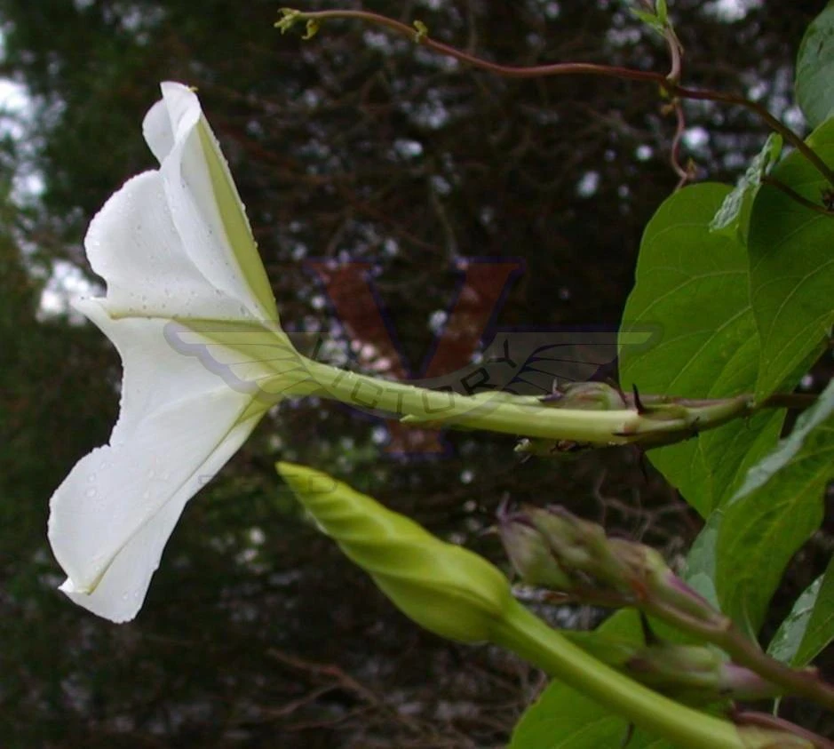 Moonflower - Image 3