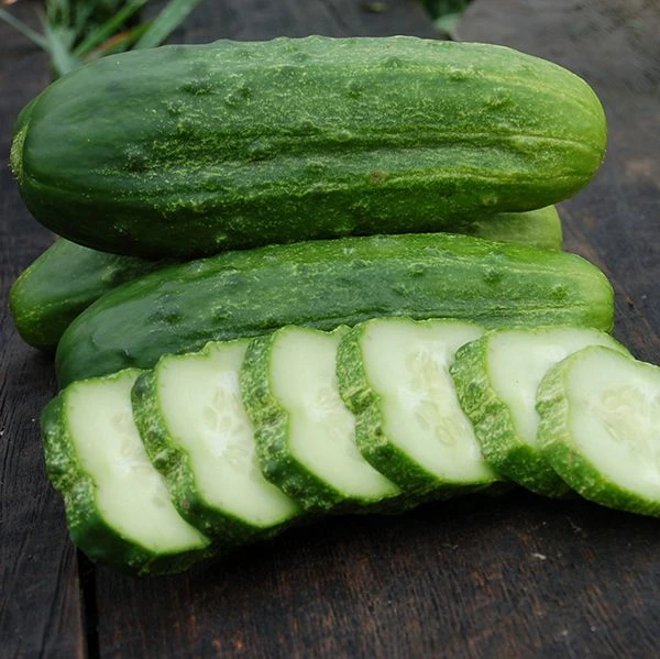 National Pickling Cucumber - Image 2